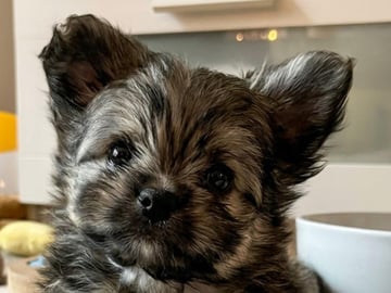 Chihuahua blandras · Bålsta · Bålsta