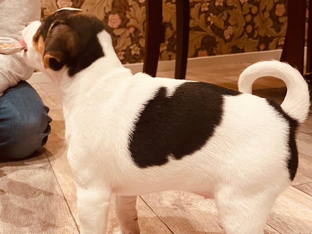 Dansk-svensk gårdhund