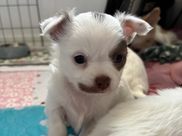 Chihuahua · Nacka · Andréa Fleischer