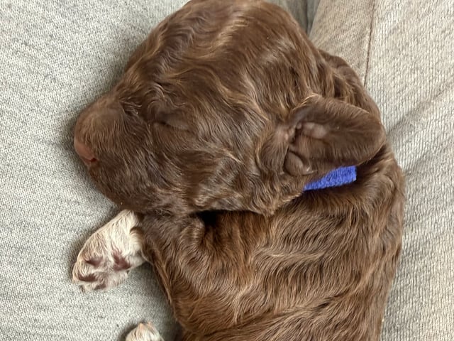 Lagotto romagnolo