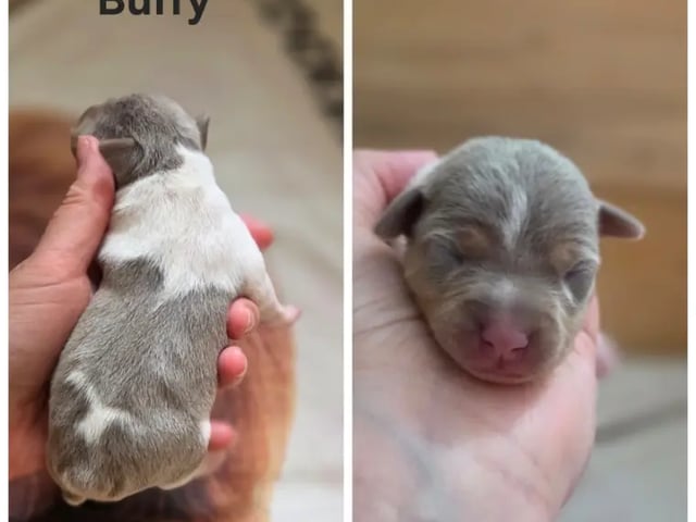 Terrier brasileiro