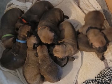 Boergarden boerboels