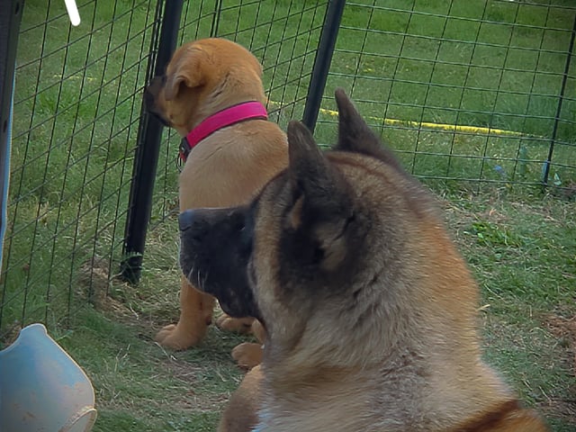 American Akita/Rottweiler · Edane · Inget