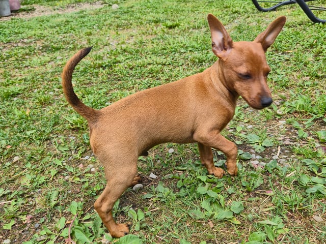 Dværgpinscher