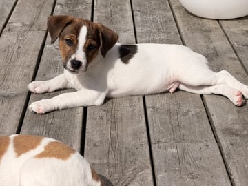 Dansk-svensk gårdhund · Vestnes · Marina Dragnes