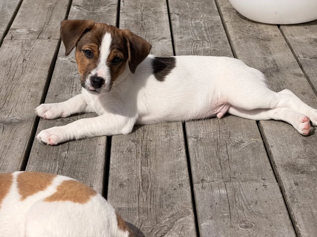 Dansk-svensk gårdhund
