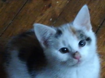 Maine Coon · Jordbro · Ditta R.