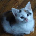 Maine Coon