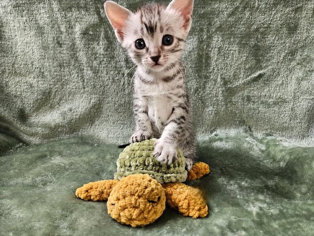 Egyptisk Mau