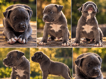 American bully · Älghult · FENRIR BULLY KENNEL