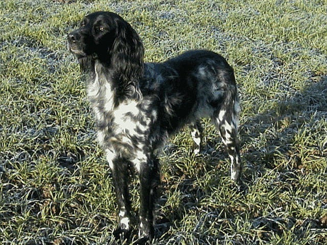 Grosser Münsterländer