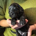 Portugisisk vandhund