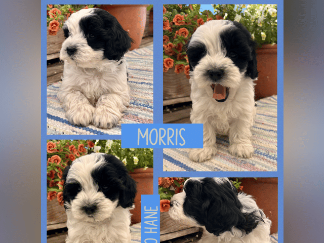 Maltipoo