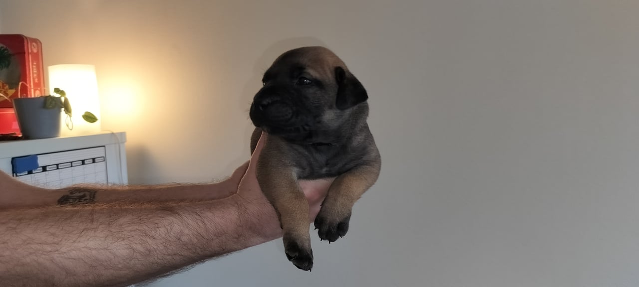 Boergarden boerboels