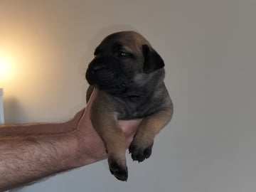 Boergarden boerboels