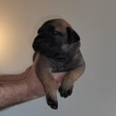 Boerboel