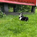Welsh corgi cardigan