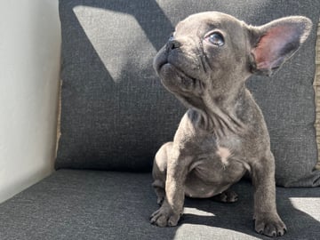 Fransk bulldog · Norrköping · Emiras frallor