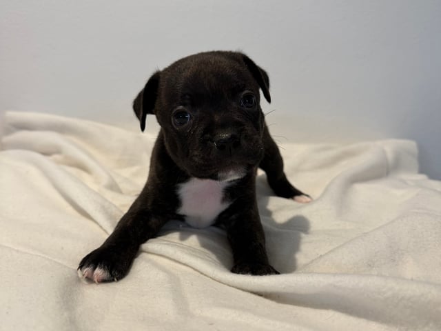 Staffordshire bull terrier · Vintrosa · SupremeTeamSbt