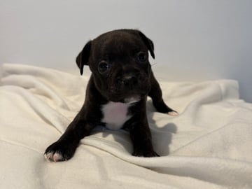 Staffordshire bull terrier · Vintrosa · SupremeTeamSbt