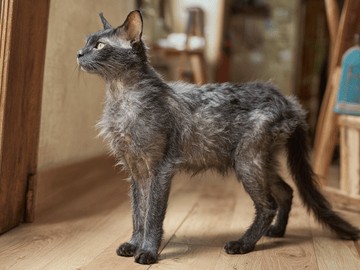 Lykoi