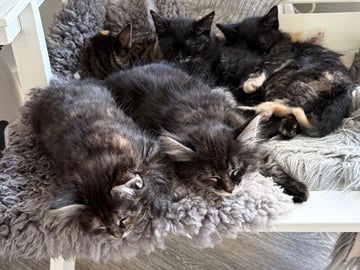 Blandras långhåriga main Coon Norskskogskatt  korthåriga bondkatt Norskskogskatt · Solna · Victoria A.