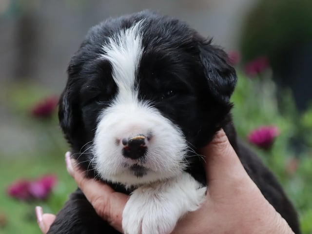 Berner sennenhund · Ramnes · Milkcreek