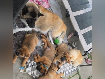 American Akita/Rottweiler · Edane · Inget