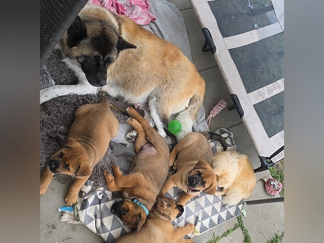 American Akita/Rottweiler · Edane · Inget