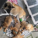 American Akita/Rottweiler