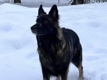 Schäferhund · Liden · Snömarkens