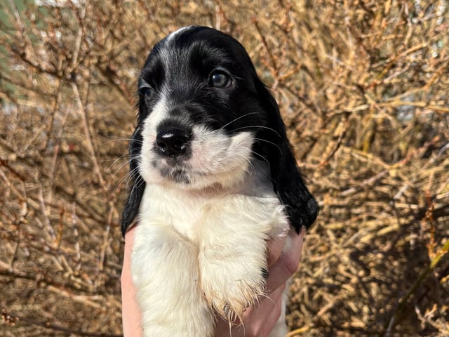 Cocker spaniel