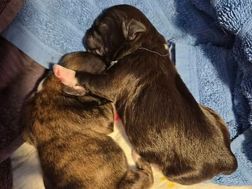 Shih Tzu · København Ø · Lisbeth J.