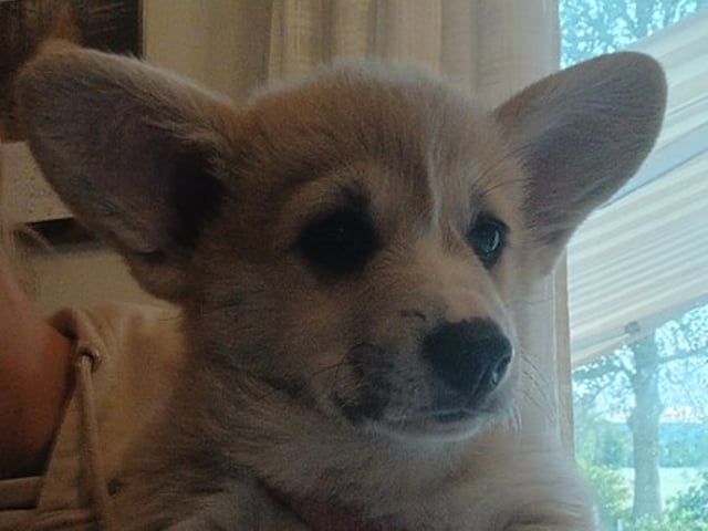 Welsh corgi pembroke