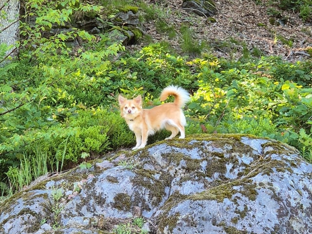 Dog: My