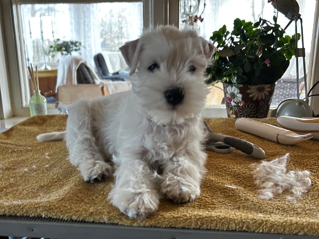 Dværgschnauzer