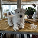 Dvärgschnauzer