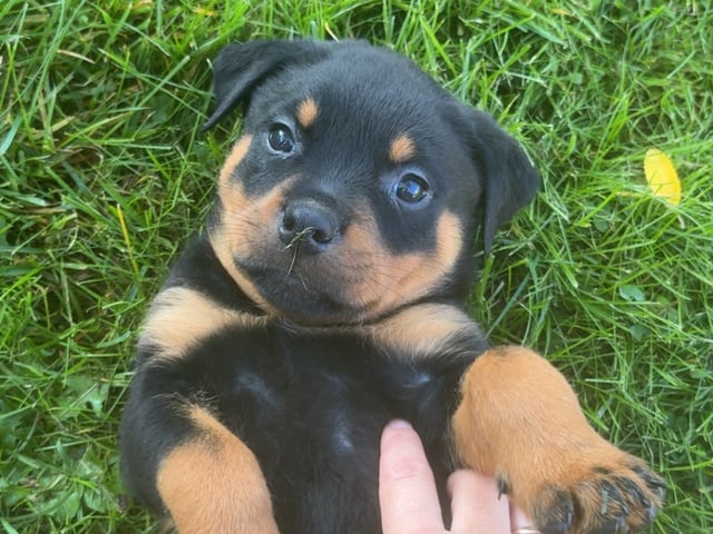 Rottweiler