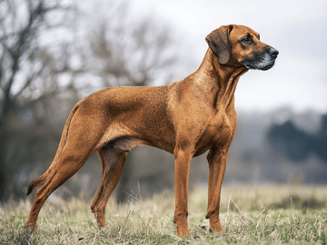Bavarian Mountain Hound
