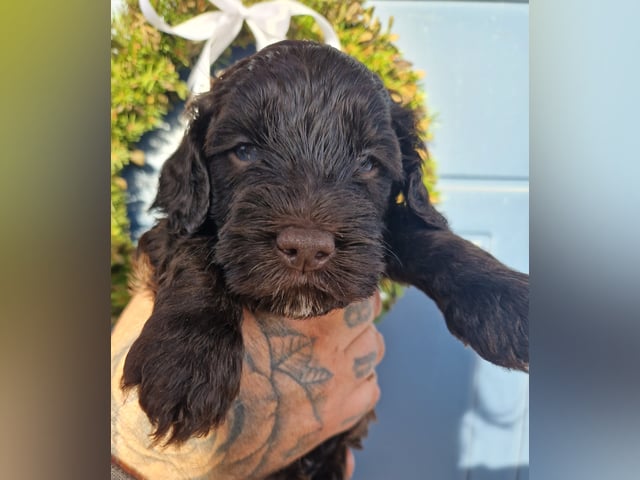 Labradoodle · Mockfjärd · Dalkullas labradoodle