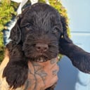 Labradoodle