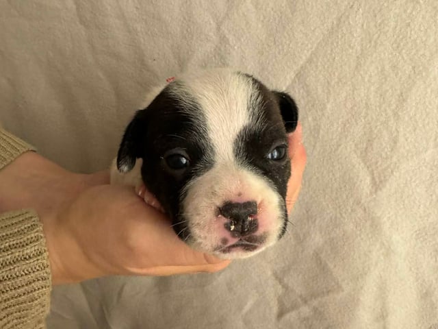 Staffordshire bull terrier