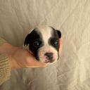 Staffordshire Bull Terrier