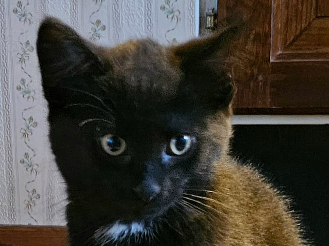 Norsk skogkatt · Torsby · Cute Happiness