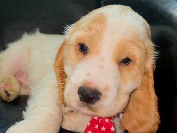 Cocker spaniel · Södertälje · Savanah B.