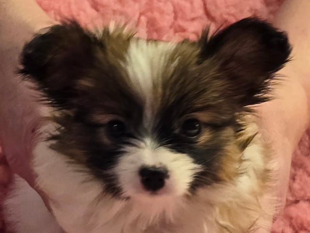 Papillon