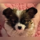 Papillon