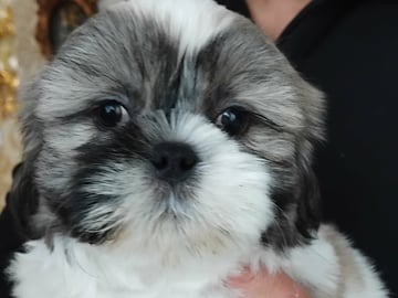 Shih Tzu · Linköping · David K.