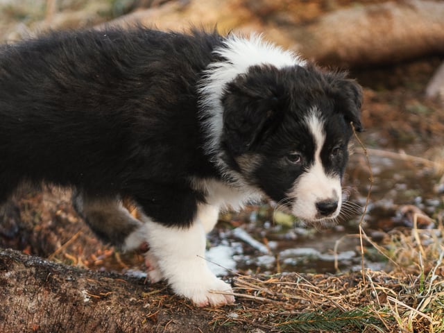 Australian shepherd