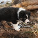 Australian Shepherd